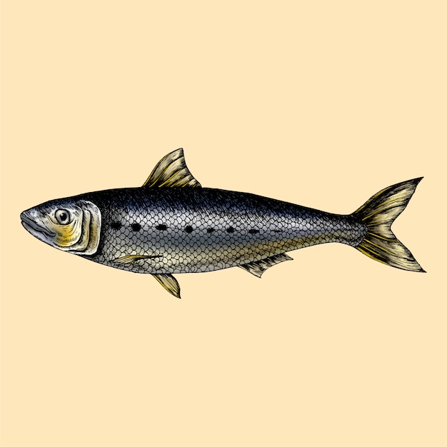 Mão desenhada peixe sardinha