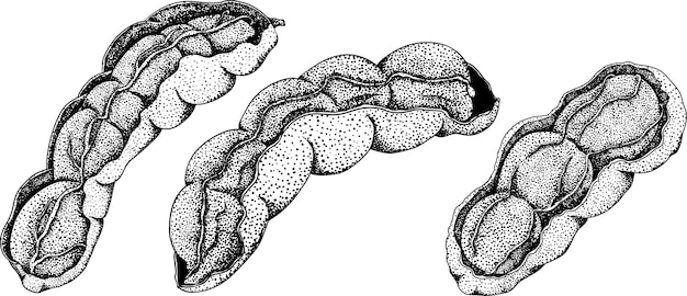 Mão desenhada tamarindo tamarindus indica ilustração de gravura em vetor