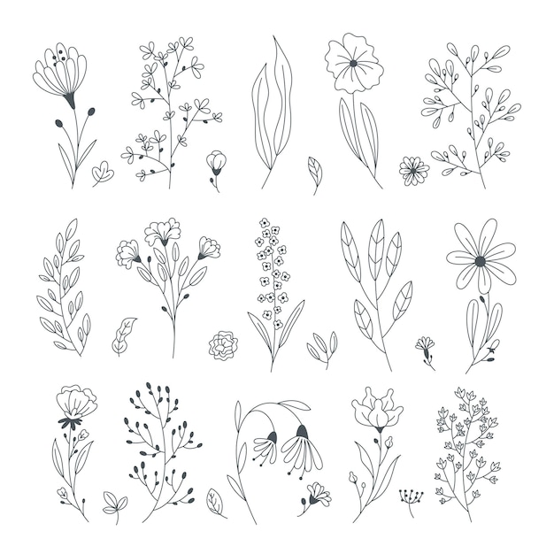 Mão desenhada vector flores e folhas coleção