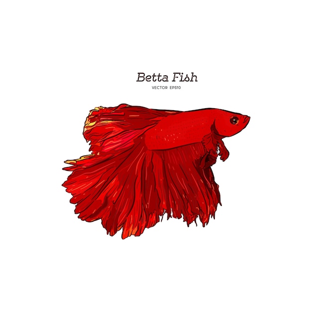 Mão desenhada vector vermelho Betta Splendens peixe.