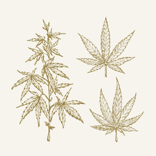 Mão desenhada vetor cannabis cânhamo ramo com folhas esboço sillhouettes conjunto medicina erva doodles col ...