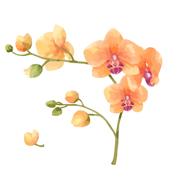 Mão, desenhado, orquídea, flor, ilustração