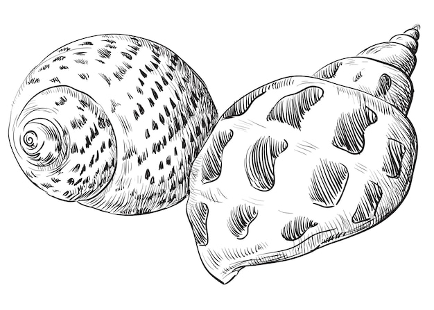 Mão desenhando conchas. ilustração em vetor monocromática de duas conchas na cor preta (conchas), isolado no fundo branco.