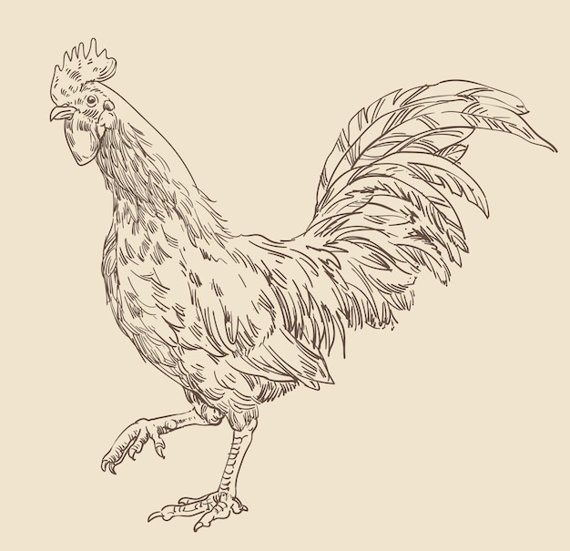 Mão desenhando galinhas variadas ilustração vetorial clipart