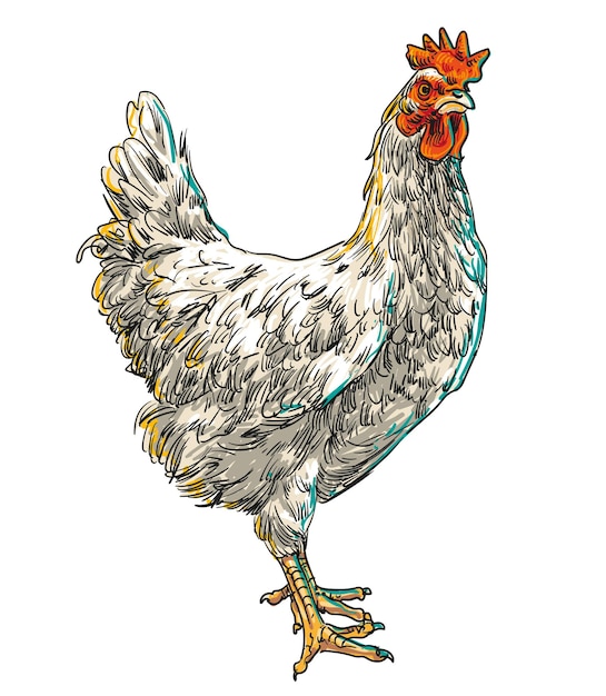 mão desenhando galinhas variadas ilustração vetorial clipart