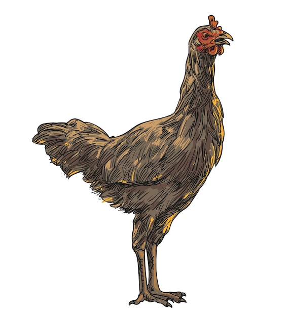 mão desenhando galinhas variadas ilustração vetorial clipart