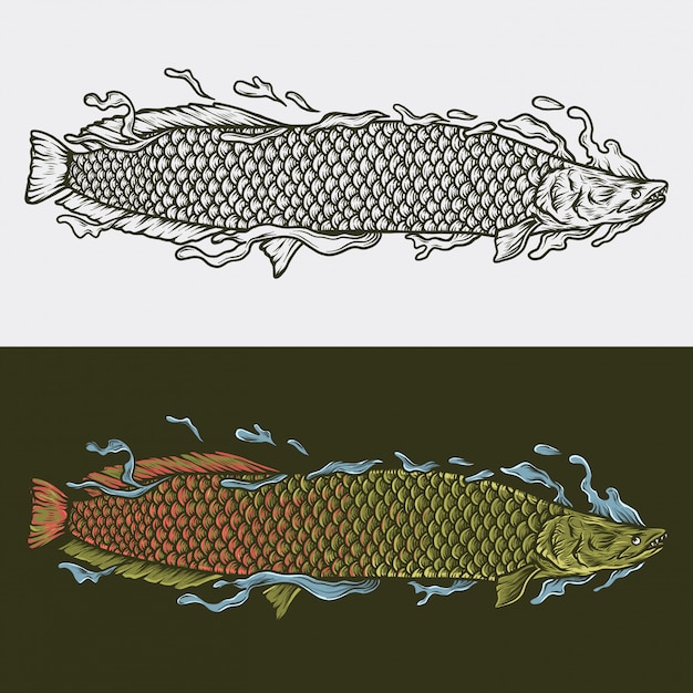 Vetor mão desenho ilustração em vetor vintage arapaima