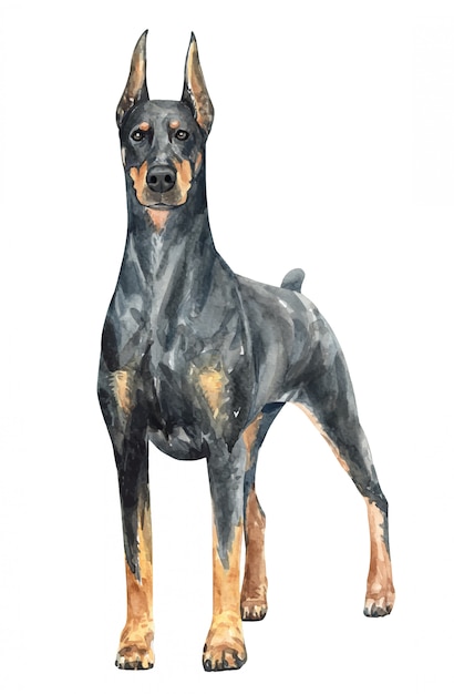 Mão-extraídas cão aquarela de Doberman.