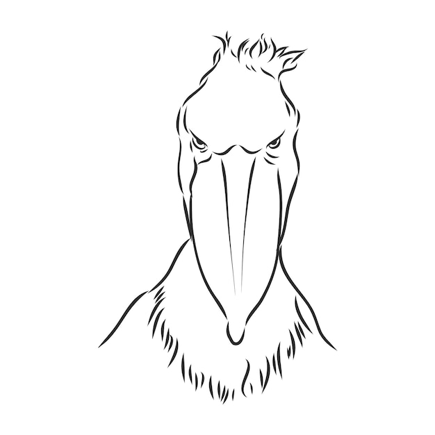 Mão-extraídas esboço estilo shoebill. ilustração vetorial isolada no fundo branco.