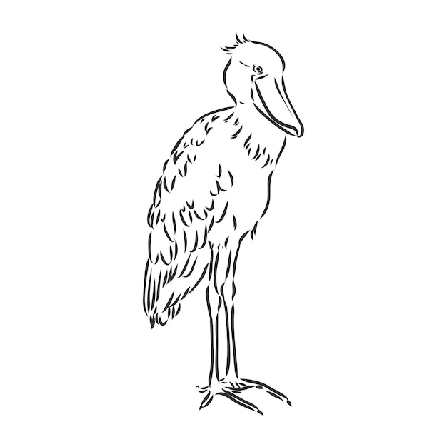 Mão-extraídas esboço estilo shoebill. ilustração vetorial isolada no fundo branco.