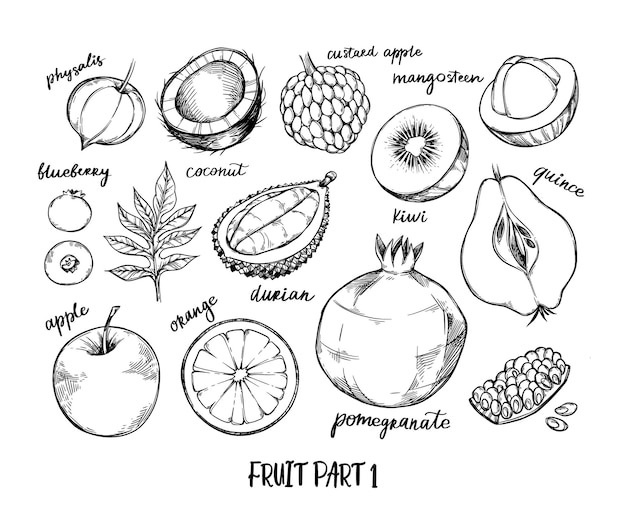 Vetor mão-extraídas ilustração - frutas tropicais e exóticas. physalis, kiwi, mirtilo, laranja, maçã