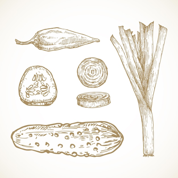 Mão-extraídas vegetais e coleção de ilustrações vetoriais de ervas. conjunto de esboços de cebola com alho-poró, pimenta jalapeño, picles e pepino. doodles de alimentos naturais. isolado.