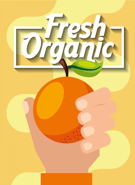 Mão segurando a laranja frutas orgânicas