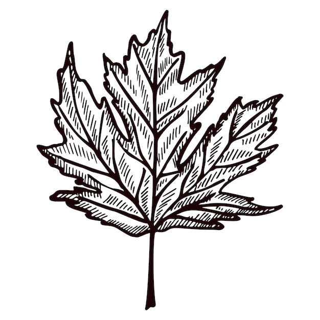 Vetor maple folha gravada em fundo branco isolado folhagem botânica canadense vintage em estilo desenhado à mão design de esboço vetorial para tatuagem de ilustração de livro de impressão de pôster