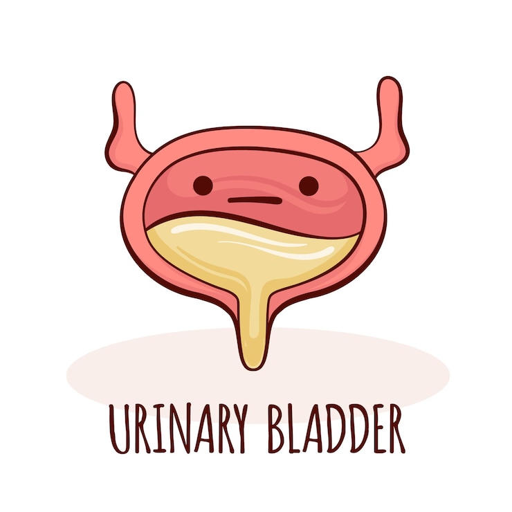 Vetor mascote de desenho animado de personagem de bexiga urinária com cara engraçada cartão de treinamento de anatomia humana de bexiga urinária