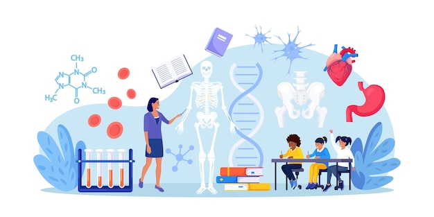 Vetor matéria da escola de anatomia alunos estudando esqueleto humano professor apontando para quadro-negro ensinando crianças alunos aprendem órgãos ósseos nervosos sistemas sanguíneos aulas de biologia medicina