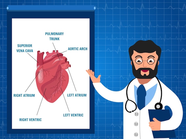 Médico cardiologista mostra uma apresentação do coração para estudo em ilustração vetorial