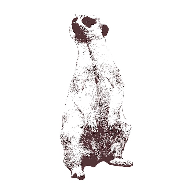 Meerkat Vector gravura antiga desenho ilustração de animal no quadro branco