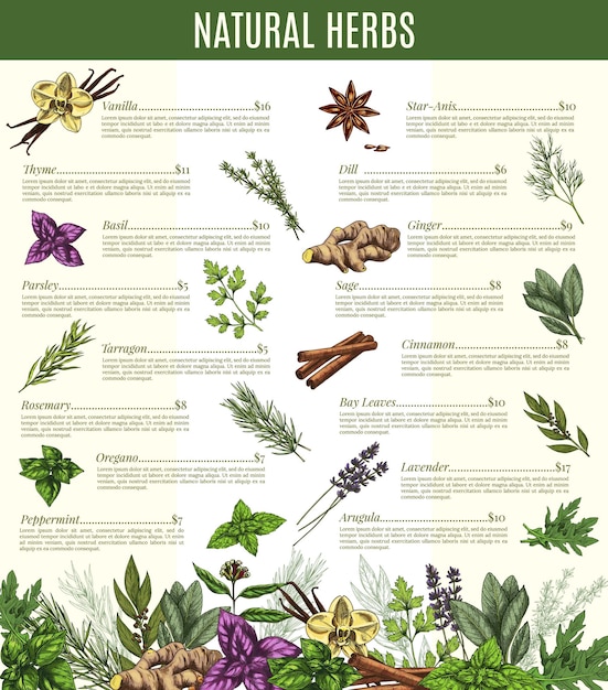 Menu vetorial de esboço de temperos de especiarias e ervas