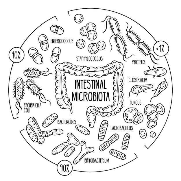 Microbiota intestinal patogênica oportunista normal da flora intestinal humana do trato digestivo