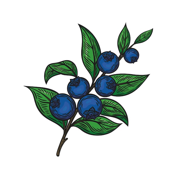 mirtilo em um ramo em estilo de desenho em linha