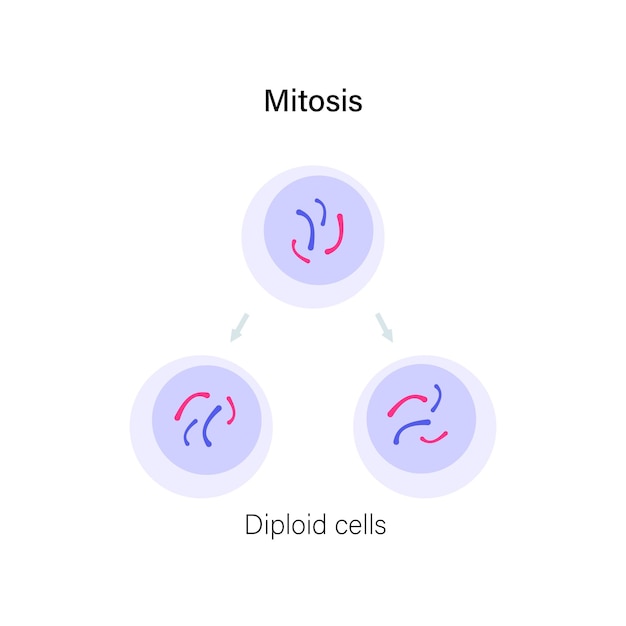 Vetor mitose divisão celular