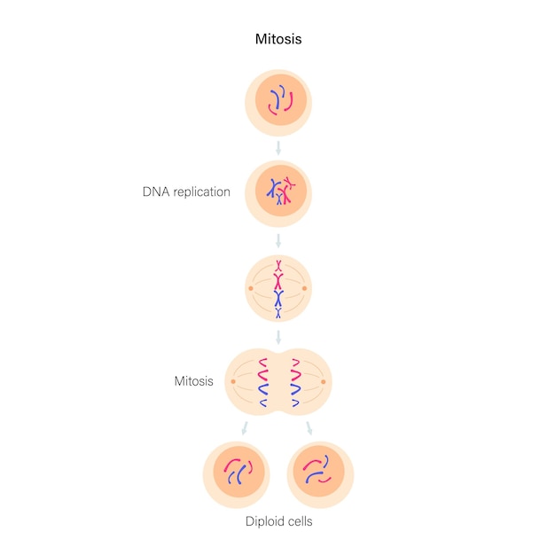 Mitose divisão celular