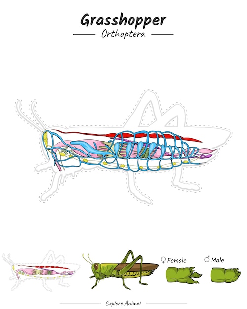 Vetor modelo de anatomia do gafanhoto
