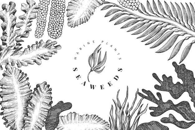 Vetor modelo de design de algas marinhas. mão-extraídas ilustração vetorial de algas. bandeira de frutos do mar de estilo gravada. fundo retrô de plantas marinhas