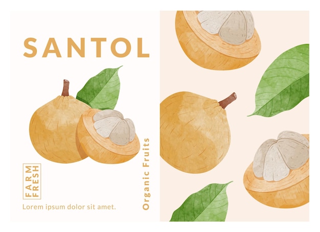 Modelos de design de embalagens de frutas santol ilustração vetorial de estilo aquarela