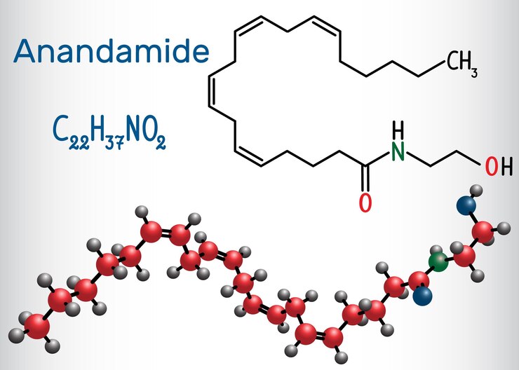 Vetor molécula de anandamida neurotransmissor canabinóide modelo de molécula de fórmula química estrutural