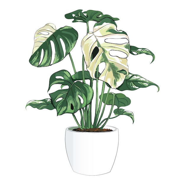 Vetor monstera albo botânica ilustração vetorial estilo de desenho à mão