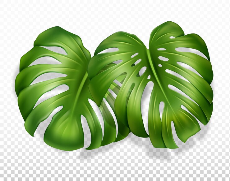 Vetor monstera de duas folhas