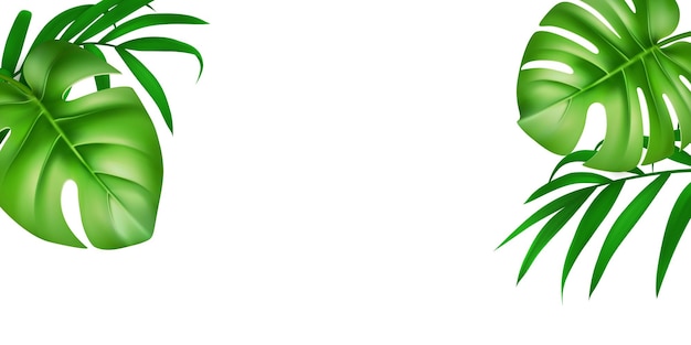 Monstera e folha de palmeira Folhagem de árvores tropicais Coleção de selva Arte de decoração de plantas Padrão de floresta natural Parque botânico verde Isolado em fundo branco Ilustração vetorial