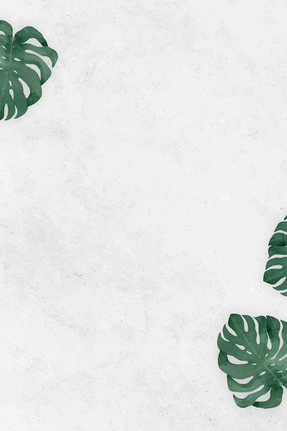 Monstera em branco deixa vetor de quadro