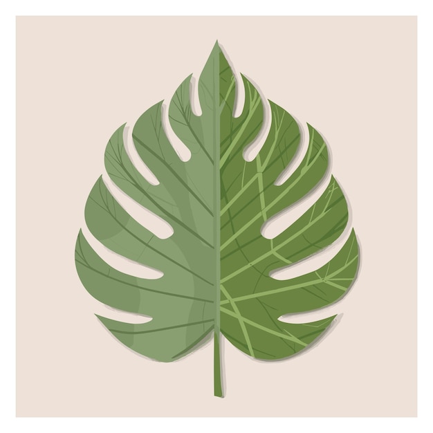 Vetor monstera folha verde planta da selva tropical isolada em fundo branco