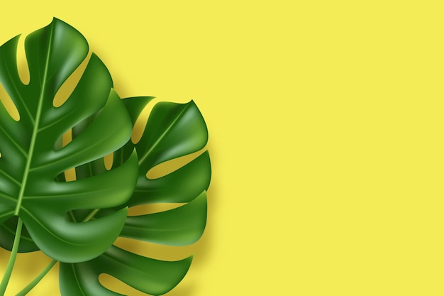 Monstera folhas em fundo amarelo.