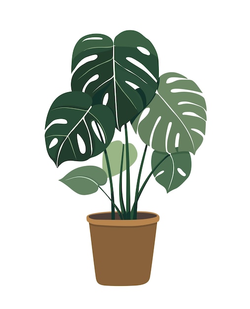 Vetor monstera planta folha árvore natureza verde planta de casa crescimento da flor vaso botânica jardinagem flora folhas