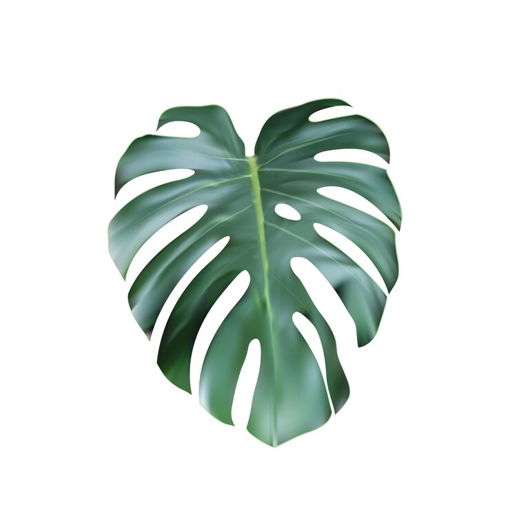 Vetor monstera tropical verde realista sair do topo