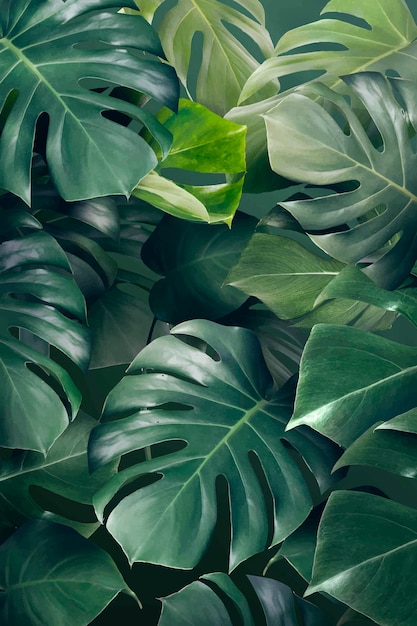 Monstera verde deixa vetor de recursos de design de plano de fundo