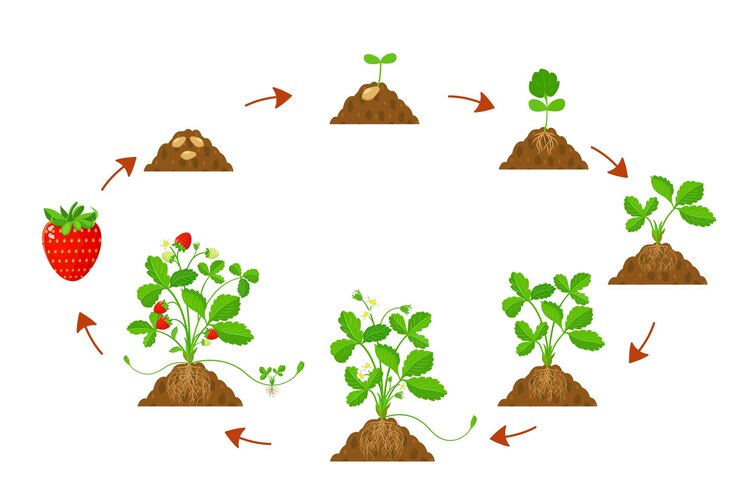 Vetor morangos do ciclo de crescimento na agricultura infográfico de morangos do ciclo de desenvolvimento