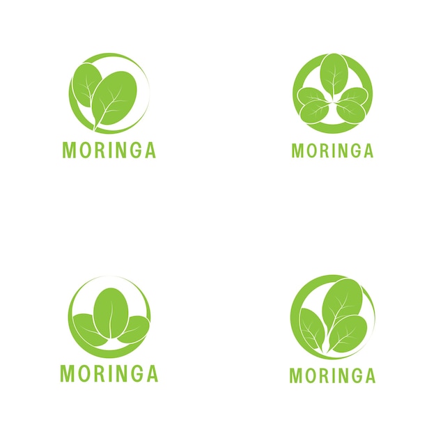 Moringa folha natureza ícone vetor ilustração modelo de design