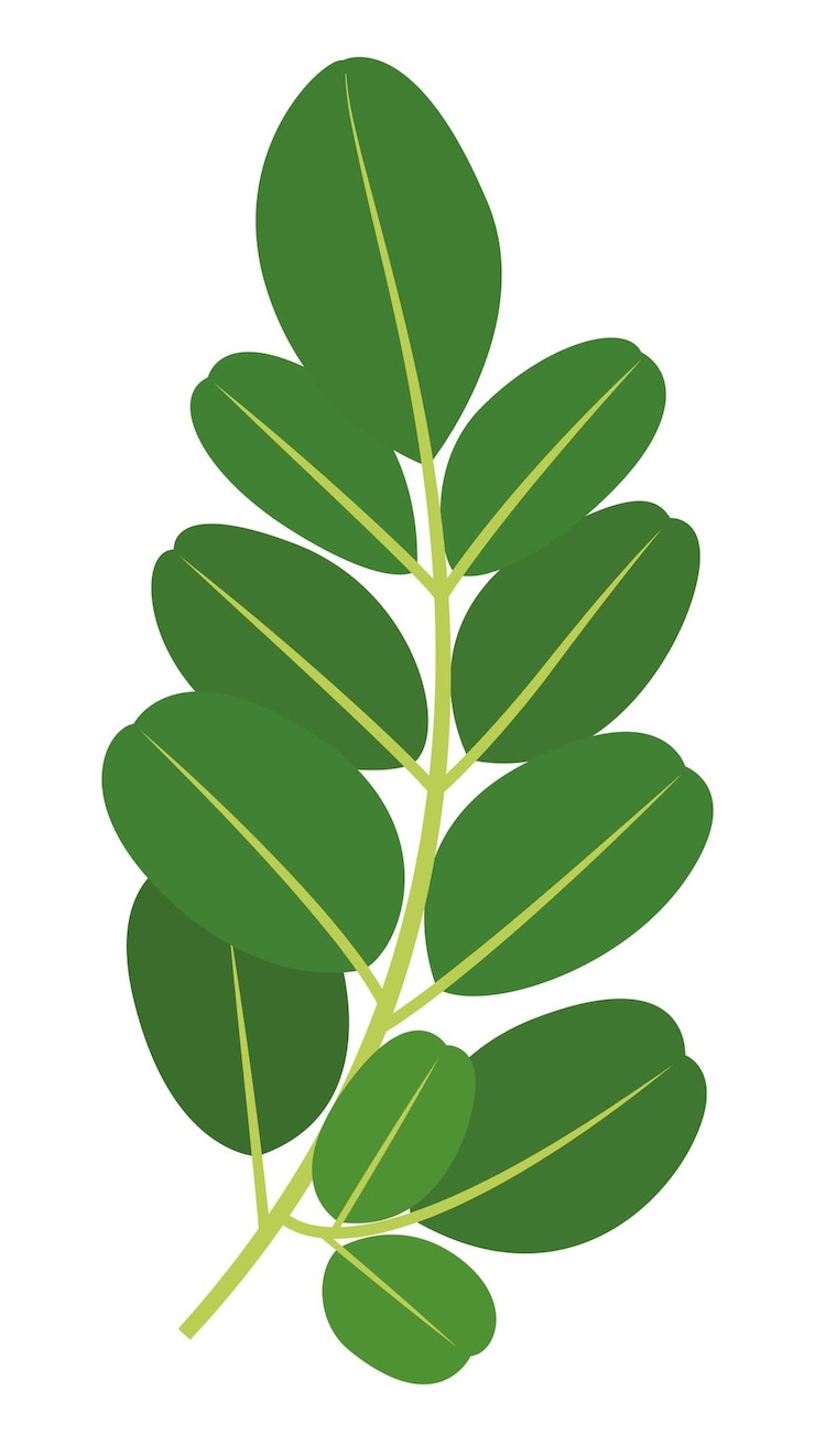 Vetor moringa oleifera ou folhas de moringa ilustração isolada em fundo branco