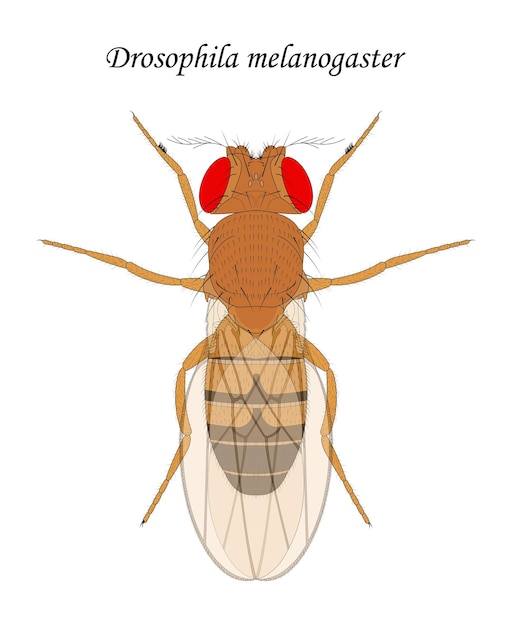 Vetor mosca da fruta drosophila melanogaster macho