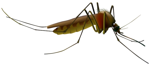 Vetor mosquito culex pipiens