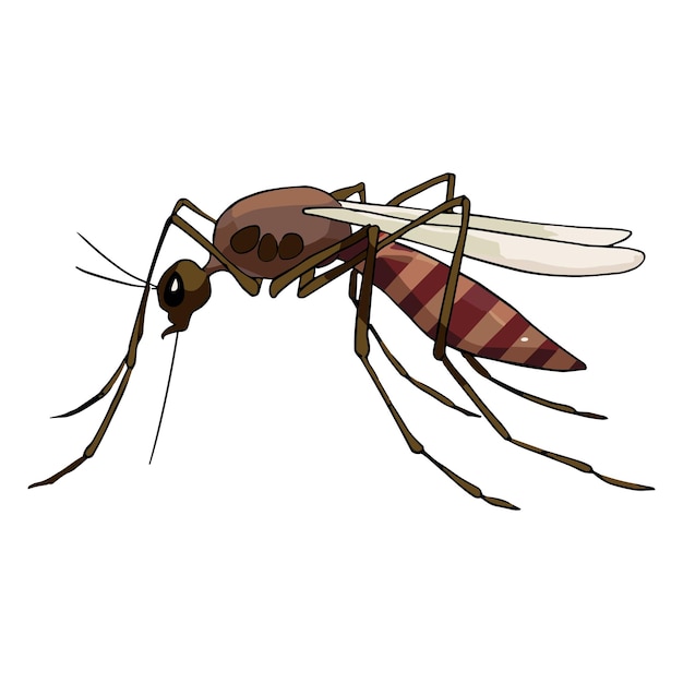 Mosquito isolado em fundo branco
