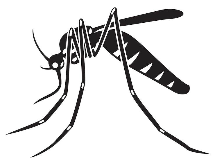 Vetor mosquito tigre