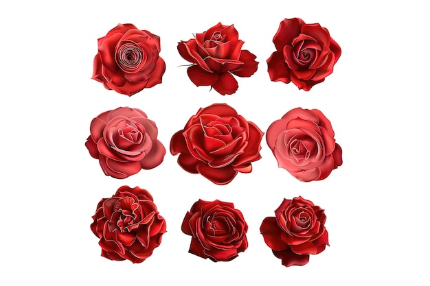 muitas rosas vermelhas estão dispostas em fila