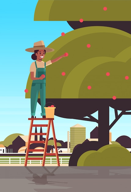 Vetor mulher agricultora colhendo maçãs maduras da árvore garota afro-americana na escada, coletando frutas no jardim colheita estação conceito campo fundo plano vertical