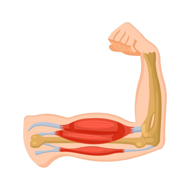 Vetor músculo do braço humano bíceps e tríceps fisiologia ilustração vetorial